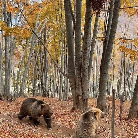 Anneta S Studiobear S Path * Sklíthron