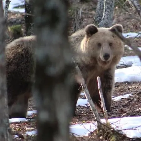 Anneta S Studiobear S Path Appartement *