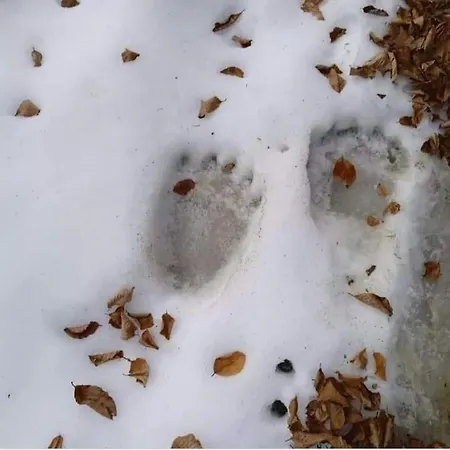 شقة Anneta S Studiobear S Path