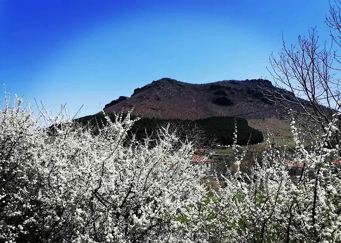 Anneta S Studiobear S Path *