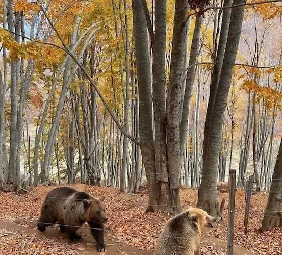 Anneta S Studiobear S Path * Sklíthron