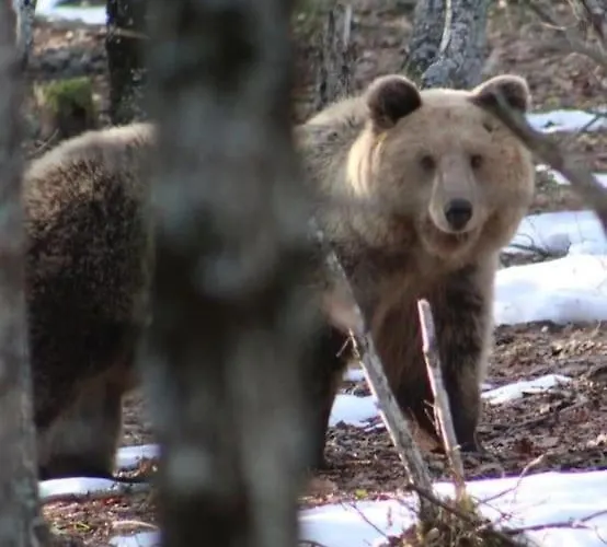 Anneta S Studiobear S Path Lejlighed *