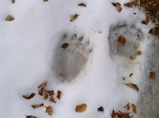 Lejlighed Anneta S Studiobear S Path